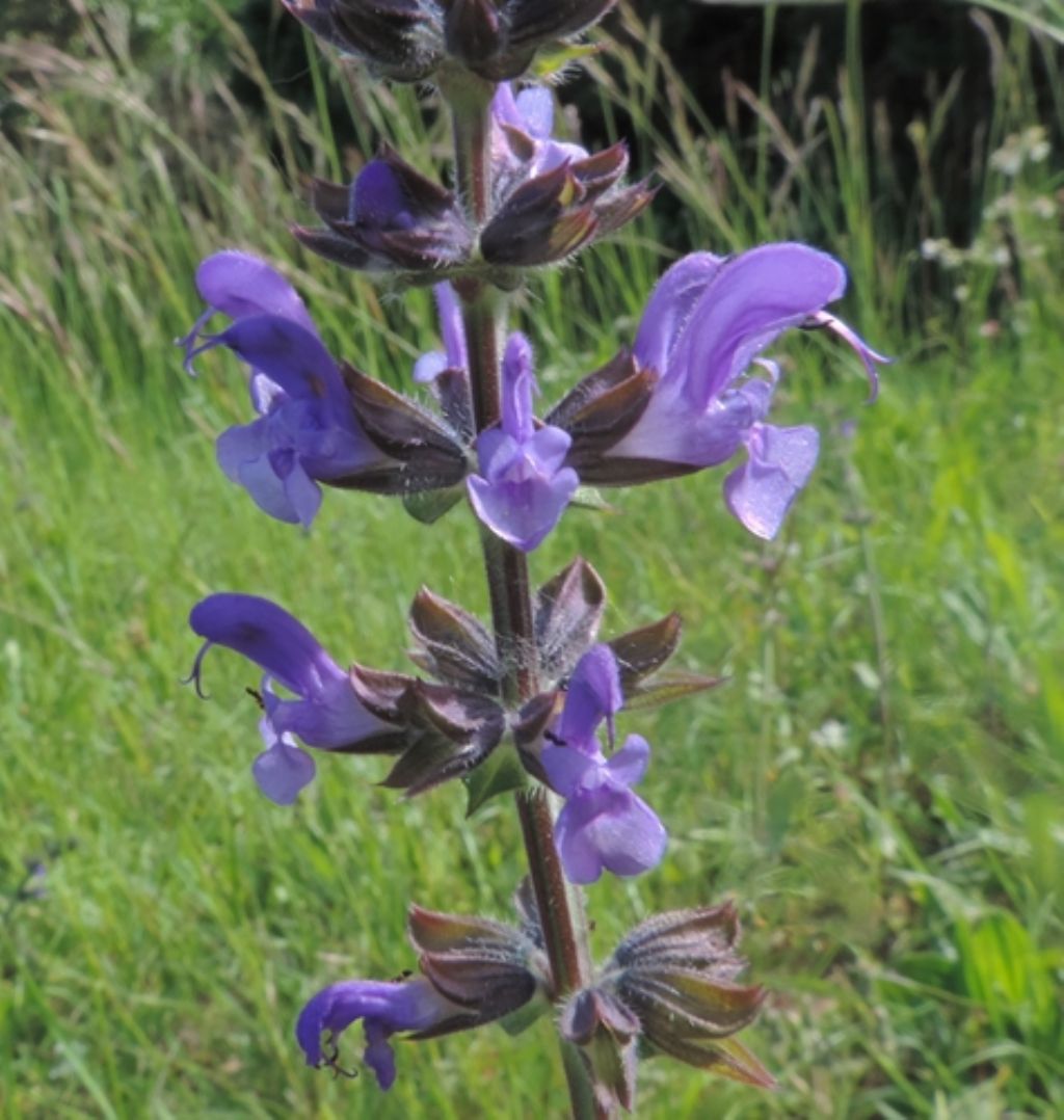 Salvia verbenaca (Lamiaceae)